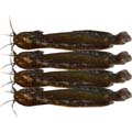 Fish - Magur Fish (Deshi) 1 KG
