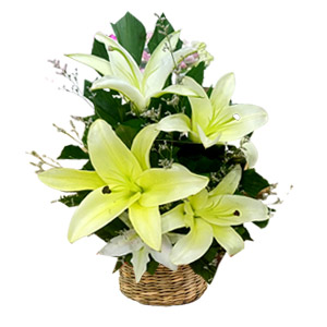 White Lilies in a Basket