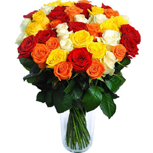 (39) 50 pieces multicolor roses in a vase 