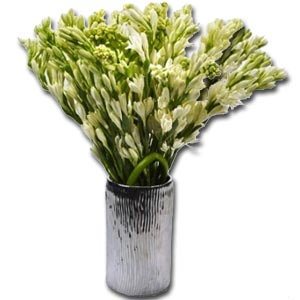 2 Dozen Rajanigandha in a Vase