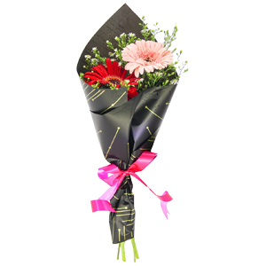 Gerbera Duo