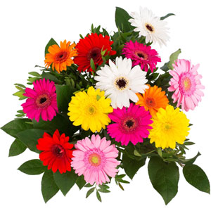 Mixed Gerbera in Bouquet