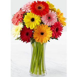 Mixed Gerbera in a vase