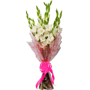 1 Dozen Gladiolus in a bouquet