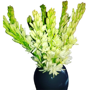 One dozen Rajanigandha in Vase