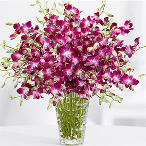 2 dozen Purple Orchids in Vase