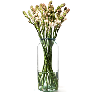 One dozen Rajanigandha in a vase