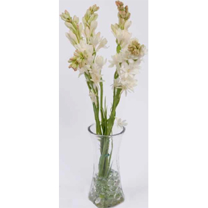 Rajanigandha in a vase