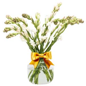 One dozen Rajanigandha in a vase