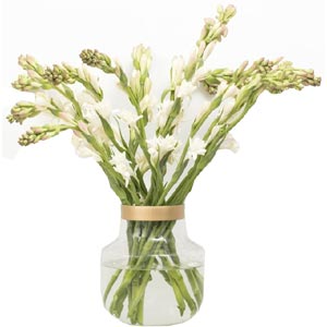 Rajanigandha in a Vase