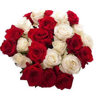 2 dozen red and off white roses mix