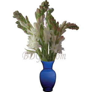One dozen Rajanigandha in a vase