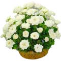 All White Roses