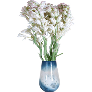 One dozen Rajanigandha in a vase