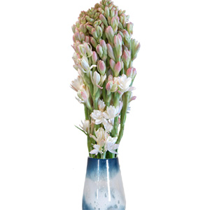 Rajanigandha in a vase