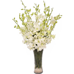 (57) Relaxing Orchids