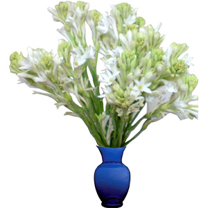 Rajanigandha in a vase