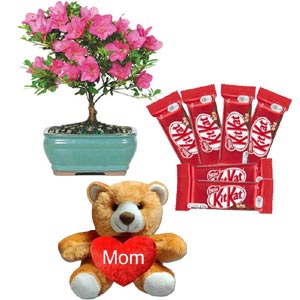 (47) Chocolates W/ Teddy Bear & Live Plants