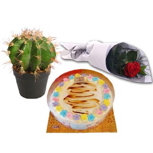 Cake with cactus and red rose