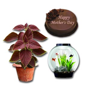 Cake W/ Aquarium & Plant