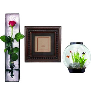 Red Rose W/ Aquarium & Frame 