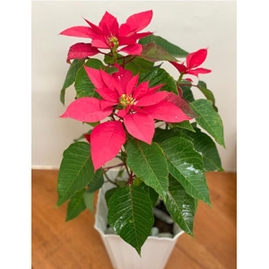 Poinsettia Tree 