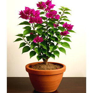 Live Bougainvillea Plant - 02