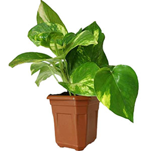 Live Money Plant 